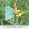 callophrys chalybeitincta imago mugergan 2